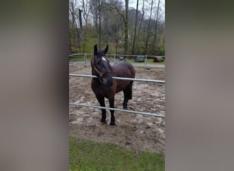 Warmblood pesado, Yegua, 5 años, 169 cm, Castaño oscuro