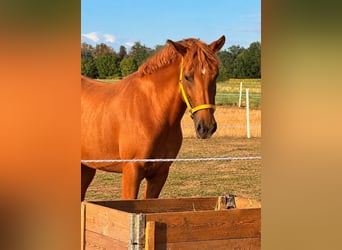 Warmblood pesado, Yegua, 6 años, 165 cm, Alazán