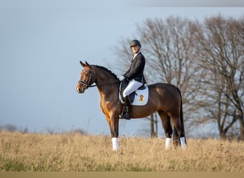 Warmblood pesado, Yegua, 6 años, 167 cm, Castaño oscuro