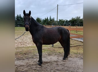 Warmblood pesado, Yegua, 6 años, 168 cm, Castaño oscuro