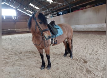 Warmblood pesado, Yegua, 7 años, 149 cm, Bayo