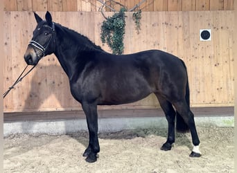 Warmblood pesado, Yegua, 7 años, 164 cm, Castaño oscuro