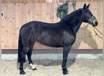 Warmblood pesado, Yegua, 7 años, 164 cm, Castaño oscuro