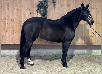 Warmblood pesado, Yegua, 7 años, 164 cm, Castaño oscuro