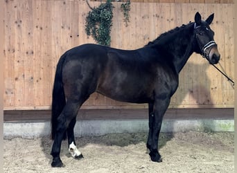 Warmblood pesado, Yegua, 7 años, 164 cm, Castaño oscuro