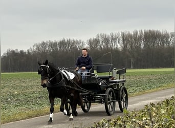 Warmblood pesado, Yegua, 7 años, 164 cm, Castaño oscuro