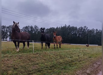 Warmblood pesado, Yegua, 7 años, 165 cm, Morcillo