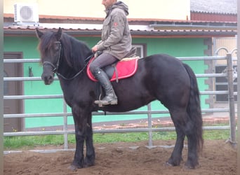 Warmblood pesado, Yegua, 8 años, 155 cm, Negro