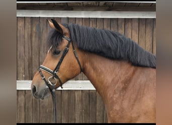 Warmblood pesado, Yegua, 8 años, 158 cm, Castaño
