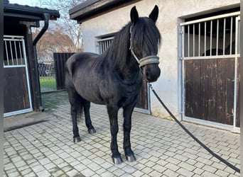 Warmblood pesado, Yegua, 8 años, 160 cm, Negro