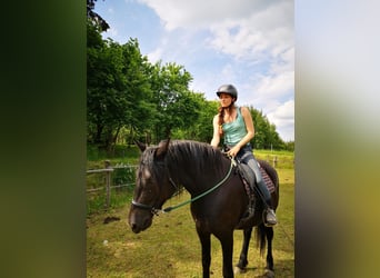 Warmblood pesado, Yegua, 8 años, 160 cm, Negro