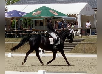 Warmblood pesado, Yegua, 8 años, 165 cm, Negro