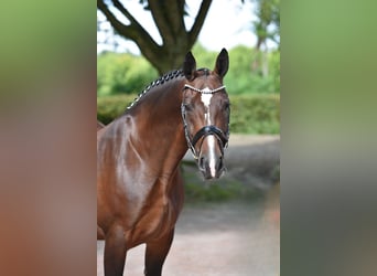 Warmblood pesado, Yegua, 8 años, 167 cm, Castaño