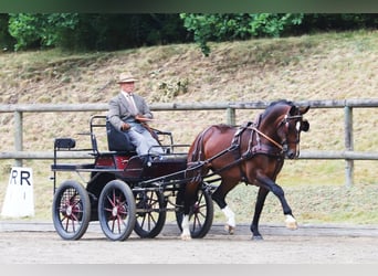 Warmblood pesado, Yegua, 8 años, 167 cm, Castaño