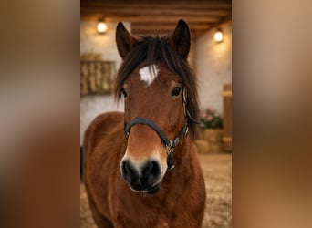 Warmblood pesado, Yegua, 8 años, 167 cm, Castaño