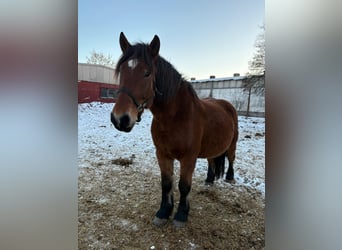 Warmblood pesado, Yegua, 8 años, 167 cm, Castaño