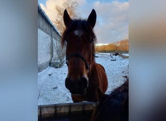 Warmblood pesado, Yegua, 8 años, 167 cm, Castaño