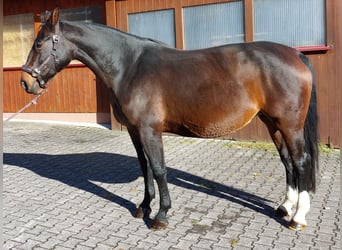 Warmblood pesado, Yegua, 8 años, 168 cm, Castaño