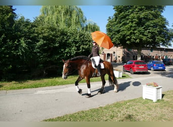 Warmblood pesado, Yegua, 8 años, 169 cm, Castaño