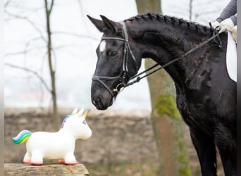 Warmblood pesado, Yegua, 9 años, 162 cm, Negro
