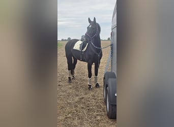 Warmblood pesado, Yegua, 9 años, 167 cm, Negro