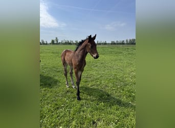 Warmblood pesado, Yegua, Potro (05/2026), 162 cm, Castaño oscuro