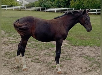 Warmblood pesado, Yegua, Potro (03/2026), 164 cm, Negro