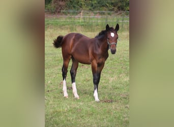 Warmblood pesado, Yegua, Potro (05/2026), Castaño