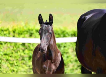 Warmblood pesado, Yegua, Potro (04/2026), Negro