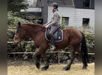 Warmblood polaco, Caballo castrado, 10 años, 155 cm, Castaño