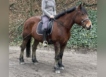 Warmblood polaco, Caballo castrado, 10 años, 155 cm, Castaño