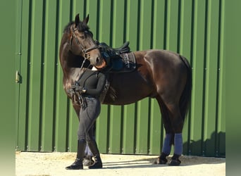 Warmblood polaco, Caballo castrado, 10 años, 168 cm, Negro