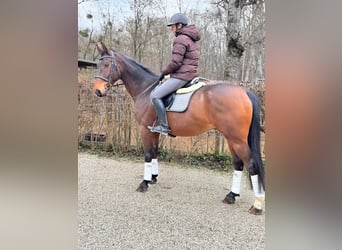 Warmblood polaco, Caballo castrado, 10 años, 169 cm, Castaño