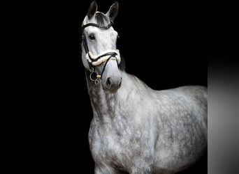 Warmblood polaco, Caballo castrado, 10 años, 185 cm, Tordo