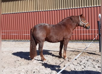 Warmblood polaco Mestizo, Caballo castrado, 11 años, 160 cm, Alazán