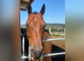 Warmblood polaco, Caballo castrado, 11 años, 160 cm, Castaño