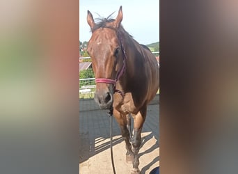 Warmblood polaco, Caballo castrado, 11 años, 165 cm, Castaño