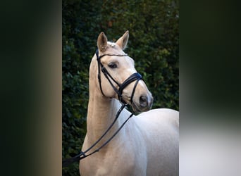 Warmblood polaco, Caballo castrado, 11 años, 165 cm, Palomino