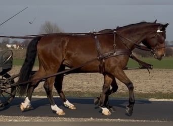 Warmblood polaco, Caballo castrado, 11 años, 170 cm, Castaño