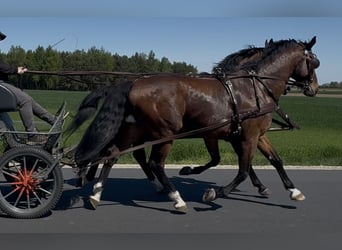 Warmblood polaco, Caballo castrado, 11 años, 170 cm, Castaño