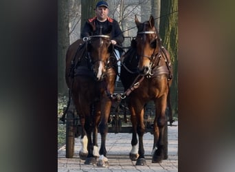 Warmblood polaco, Caballo castrado, 11 años, 170 cm, Castaño