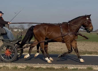 Warmblood polaco, Caballo castrado, 11 años, 170 cm, Castaño