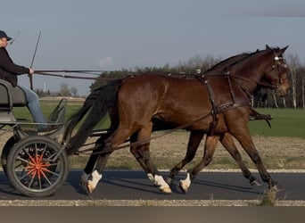 Warmblood polaco, Caballo castrado, 11 años, 170 cm, Castaño