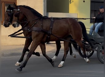 Warmblood polaco, Caballo castrado, 11 años, 170 cm, Castaño