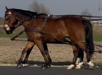 Warmblood polaco, Caballo castrado, 11 años, 170 cm, Castaño