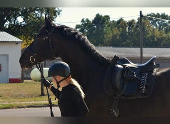 Warmblood polaco, Caballo castrado, 11 años, 170 cm, Negro