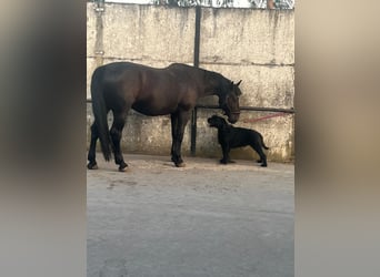 Warmblood polaco, Caballo castrado, 11 años, 170 cm, Negro