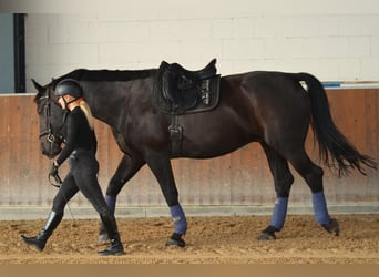 Warmblood polaco, Caballo castrado, 11 años, 170 cm, Negro