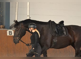 Warmblood polaco, Caballo castrado, 11 años, 170 cm, Negro