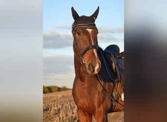 Warmblood polaco, Caballo castrado, 11 años, 180 cm, Castaño oscuro